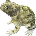 Giant Rubber Toad
