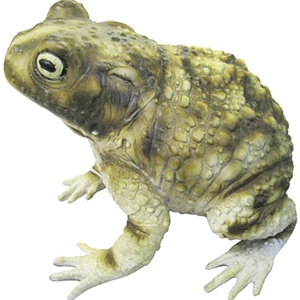 Giant Rubber Toad