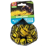 Bumblebee Net
